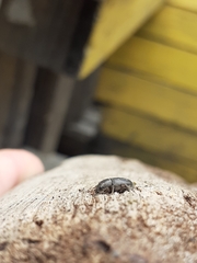 Leschenius vulcanorum
