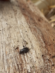 Leschenius vulcanorum