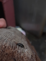 Leschenius vulcanorum