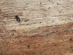 Leschenius vulcanorum