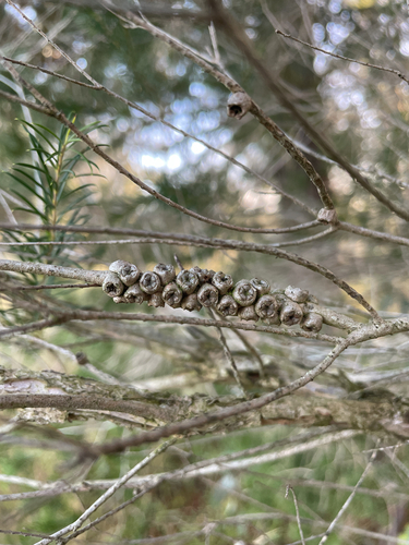 Bracelet Honey-myrtle