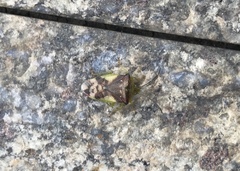 Elasmostethus nubilus