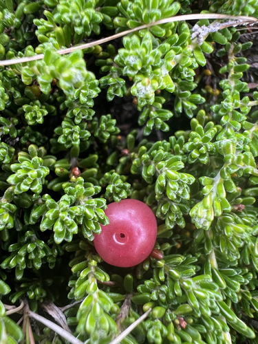 Empetrum eamesii, photograph 3