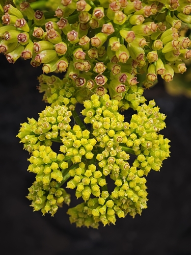 Astydamia latifolia