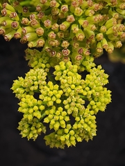 Astydamia latifolia