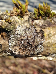 Physconia perisidiosa