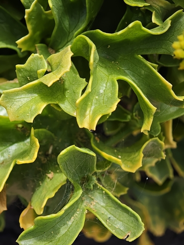 Astydamia latifolia, photograph 2