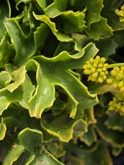 Astydamia latifolia, photograph (c) Daniel Heras González, some rights reserved (CC BY)