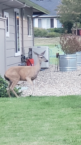Columbian Black-tailed Deer seen in Sonoma Valley