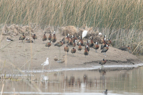 iNaturalist: (c) Nicolas Mazzini, some rights reserved (CC BY-NC), uploaded by Nicolas Mazzini iNaturalist image