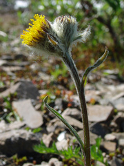 Tephroseris yukonensis