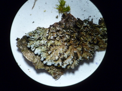 Physconia perisidiosa