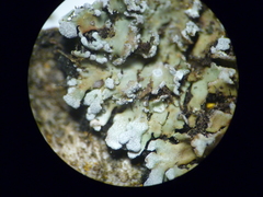 Physconia perisidiosa