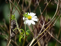 Montanoa grandiflora