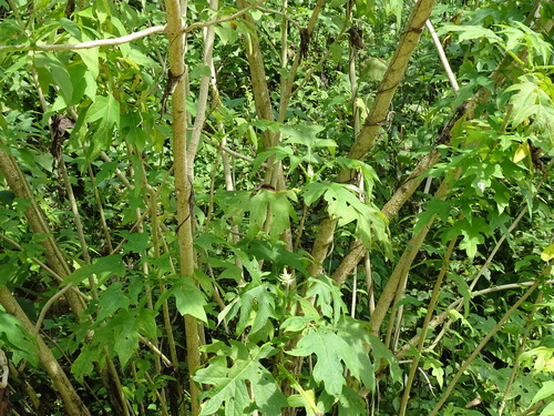 Montanoa grandiflora, photograph 2