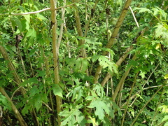 Montanoa grandiflora, photograph (c) Alexis López Hernández, some rights reserved (CC BY)