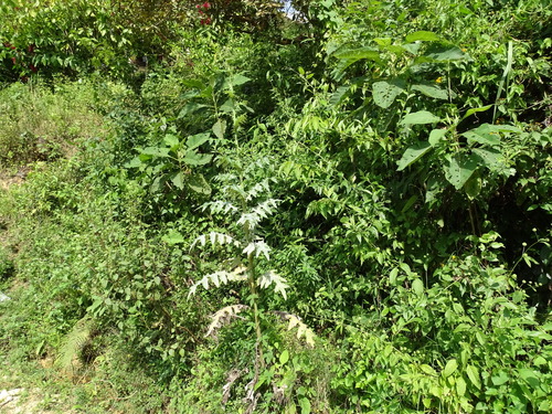 Cirsium mexicanum, photograph 3