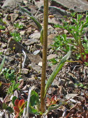 Tephroseris yukonensis