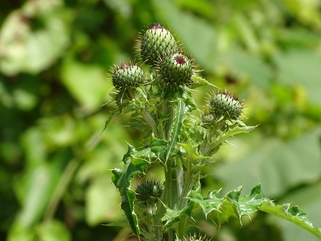 Cirsium mexicanum; photograph (c) Alexis López Hernández, some rights reserved (CC BY)