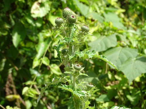 Cirsium mexicanum, photograph 2