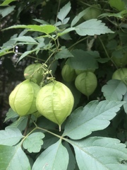 Cardiospermum grandiflorum