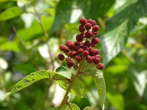 Rubus urticifolius, photograph 4