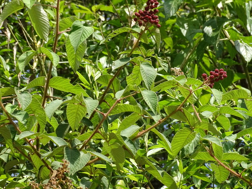 Rubus urticifolius, photograph 6