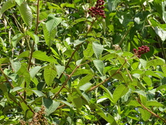 Rubus urticifolius, photograph (c) Alexis López Hernández, some rights reserved (CC BY)