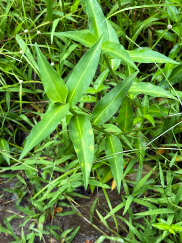Commelina diffusa observed 2026-07-22