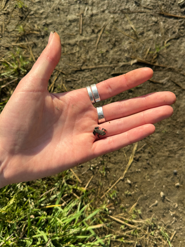 Western Toad