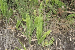 Nephrolepis undulata