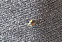 Nephus quadrimaculatus