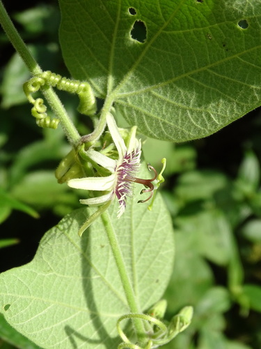 Passiflora sexflora, photograph 4