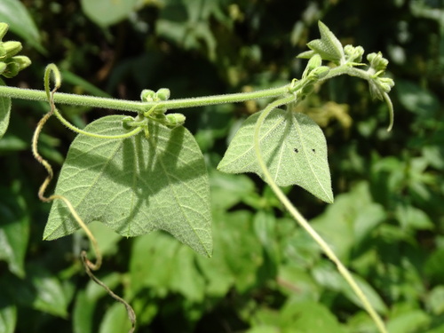 Passiflora sexflora, photograph 5