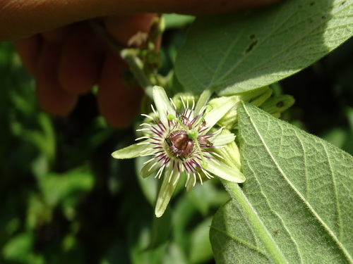Passiflora sexflora, photograph 2
