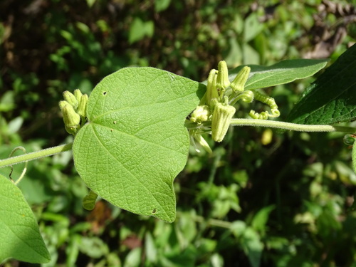 Passiflora sexflora, photograph 6