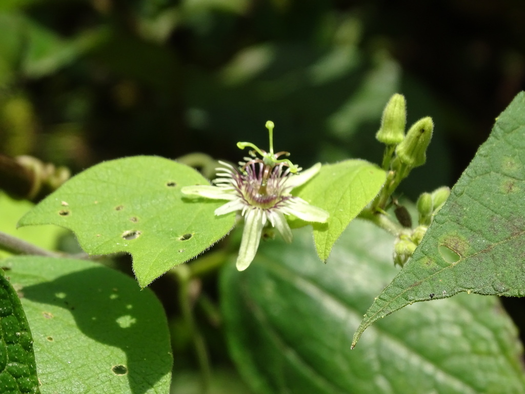 Passiflora sexflora; photograph (c) Alexis López Hernández, some rights reserved (CC BY)
