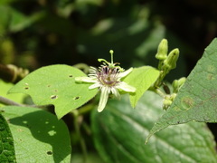 Passiflora sexflora