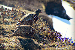 Snow Partridge photo 2
