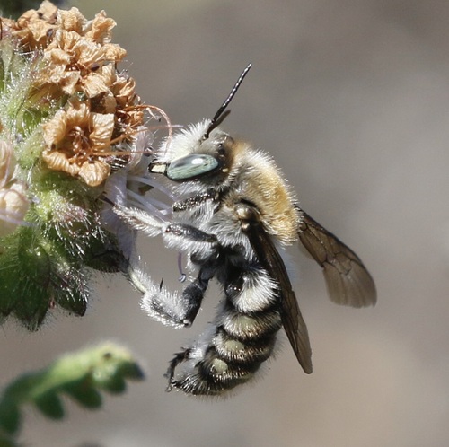 iNaturalist observation photo of Anthidium