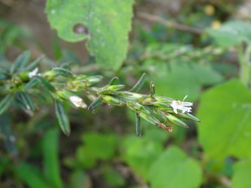 Pseudelephantopus spicatus, photograph 5