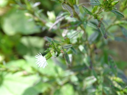Pseudelephantopus spicatus, photograph 3