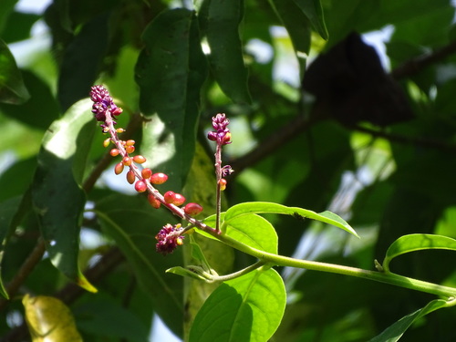 Monnina xalapensis, photograph 5