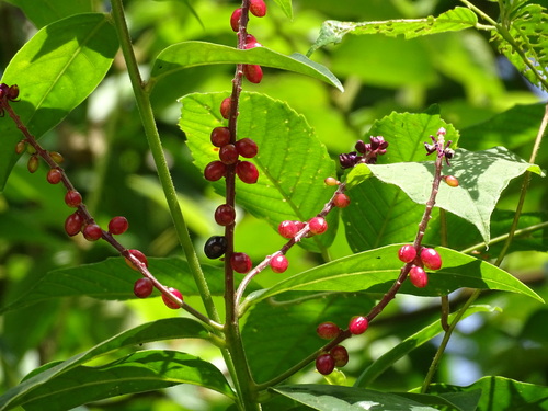 Monnina xalapensis, photograph 6