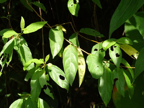 Monnina xalapensis, photograph 3