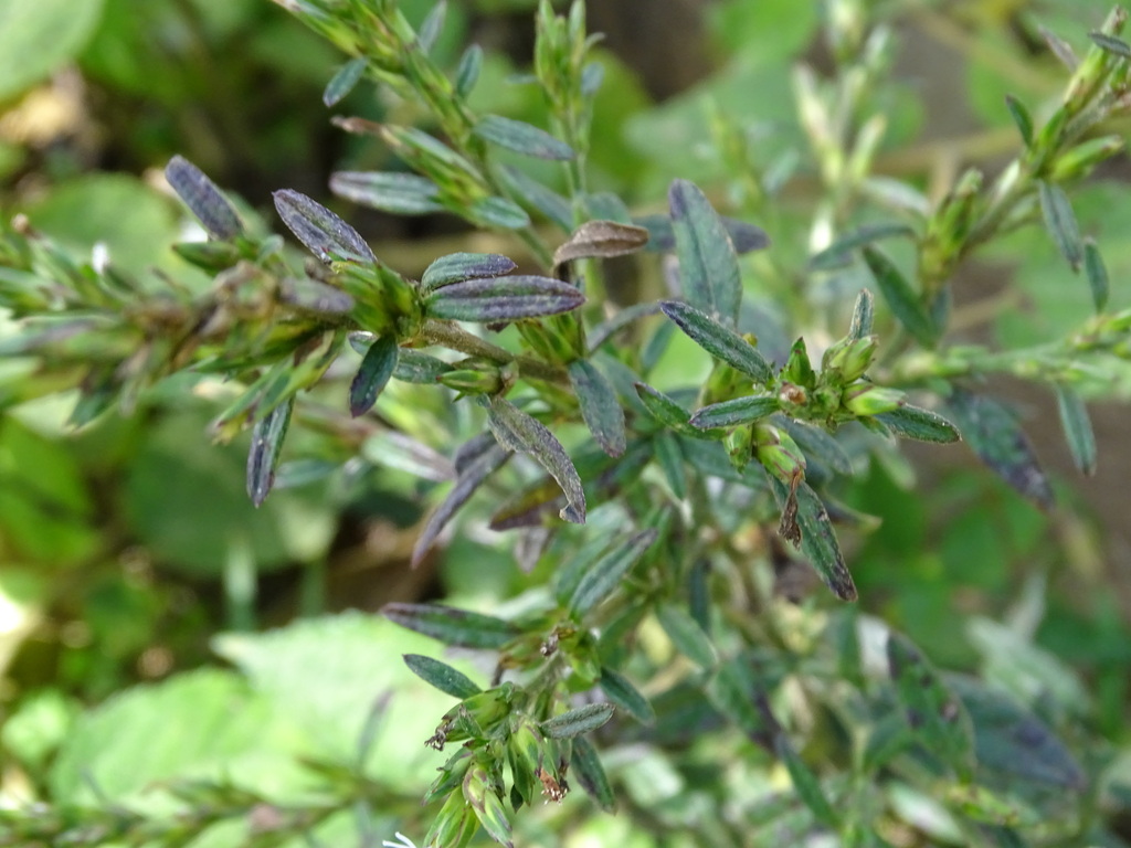 Pseudelephantopus spicatus; photograph (c) Alexis López Hernández, some rights reserved (CC BY)