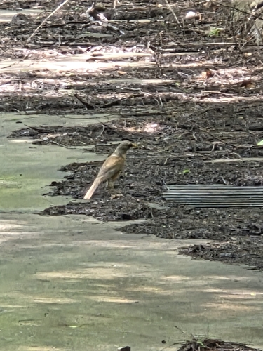 Rufous-backed Robin (Turdus rufopalliatus)