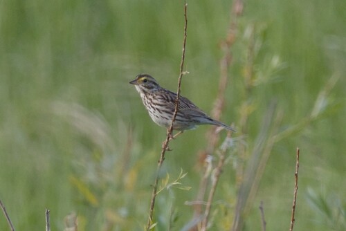 Savannah Sparrow