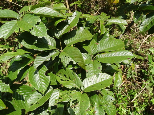 Rubus urticifolius, photograph 2