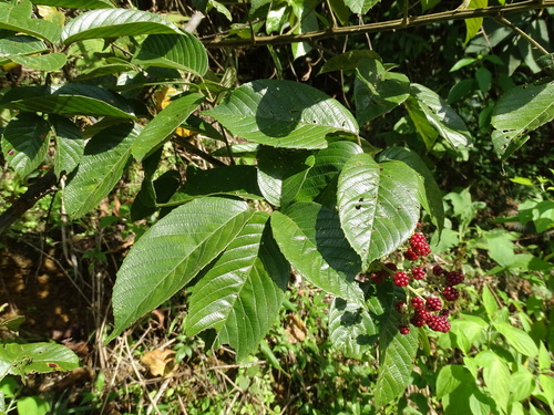 Rubus urticifolius, photograph 3